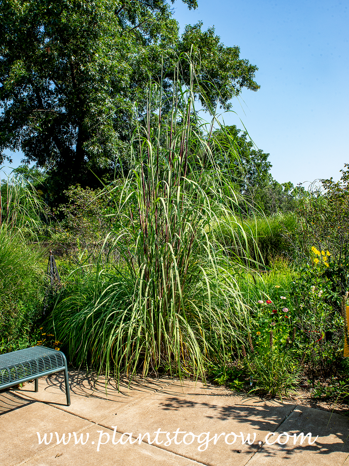 Giant Miscanthus Grass (Miscanthus giganteus)